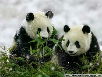 Panda Wallpaper Pc Beautiful