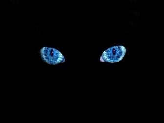 Tag Black Cat Blue Eyes Wallpaper Image Paos And Pictures For