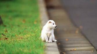 Cute Puppies On The Street Wallpaper Backgroun