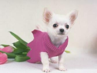 Wallpaper It Is Cute Puppy Picutres For iPad