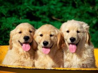 Cute Dogs Wallpaper HD