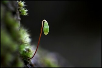 HD Desktop Wallpaper Widescreen For In High Quality