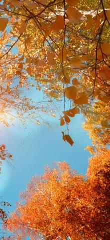 Maple Leaf Mobile Wallpaper In Autumn Image On