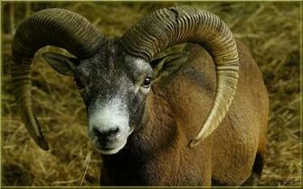 Best Mouflon Wallpaper