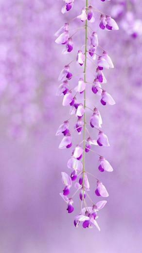 Flower iPhone Plus Wallpaper HD