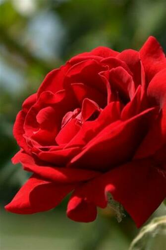 iPhone Red Rose Wallpaper Photo Full High Resolution