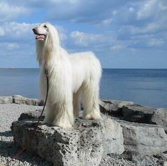 Afghan Hound Wallpaper X Net