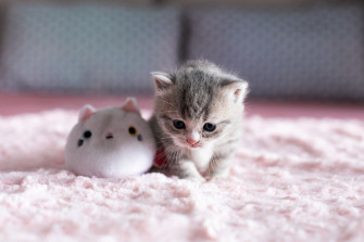 Kitten Animal Cat 4k Ultra HD Wallpaper By What2ver