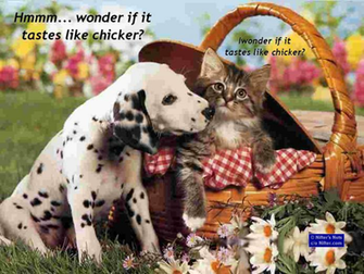 Funny Animals Wallpaper Animal Pictures With Captions