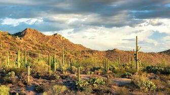 Saguaro National Park Rincon Mountain District Weedwackers