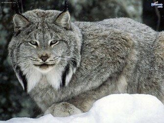 Wild Cats Desktop Wallpaper In HD