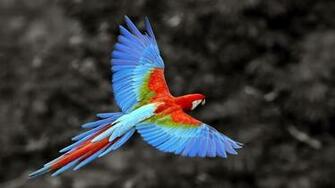 Best Pics Store Parrot HD Wallpaper
