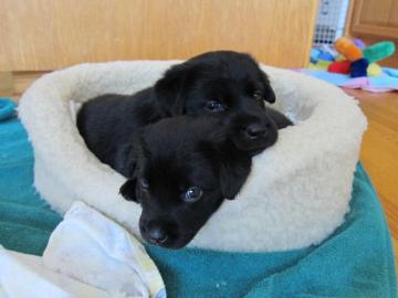 Black Lab Puppies By Autumnaki2