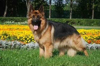German Shepherd Dog In The Garden Wallpaper