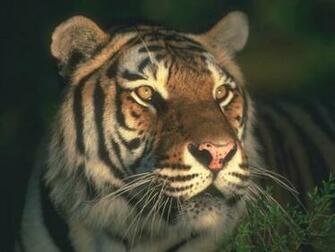 Tiger Screensaver Screensavers