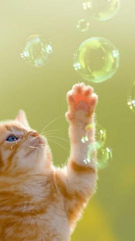 Mobile iPhone Cat Wallpaper