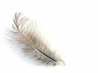 Feather Desktop Wallpaper Background Photos In HD