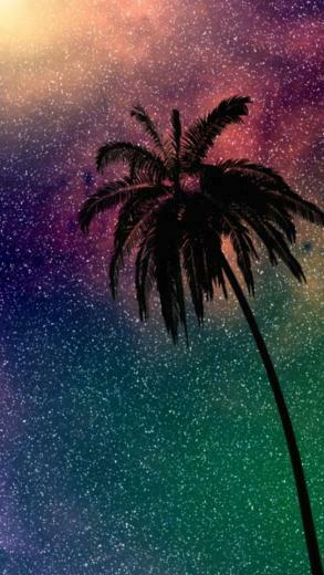 Palm Tree iPhone Background Background