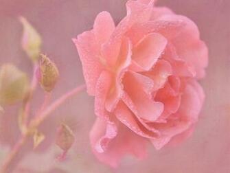 Wallpaper Pink Rose Flower Close Up Water Drops HD