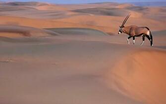 Oryx Wallpaper On