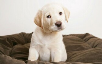 Cute Puppy Eyes Wallpaper HD