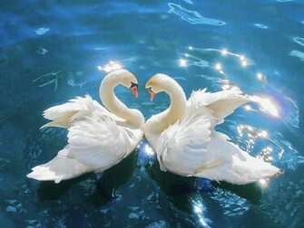 Swan Wallpaper Desktop Background