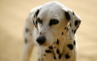 Dalmatian Wallpaper