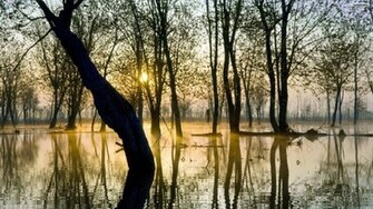 Dramatic Swamp Sunset Wallpaper Pc Wallpaperlepi