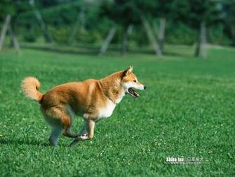 Shiba Inu Puppy Photos Dog Wallpaper No