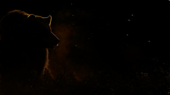 Grizzly Bear Wallpaper