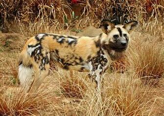 Animals Image African Wild Dog HD Wallpaper And