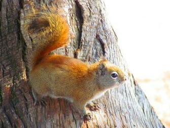 Squirrels HD Wallpaper Sa