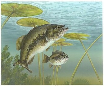 Largemouth Bass Pictures Information Wallpaper Photos