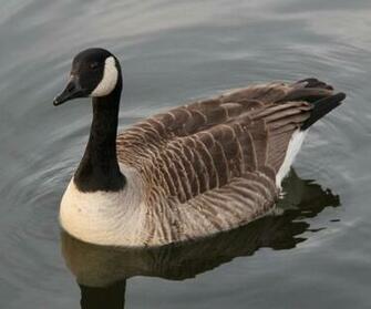 Canada Goose Wallpaper S