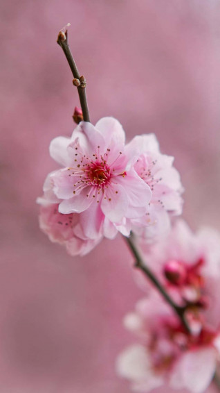 Pink Flower Phone Wallpaper