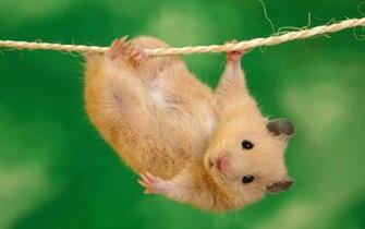 Fondo De Pantalla Hamster Wallpaper Hq 1080p