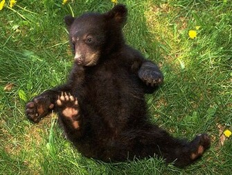 Black Bear Wallpaper