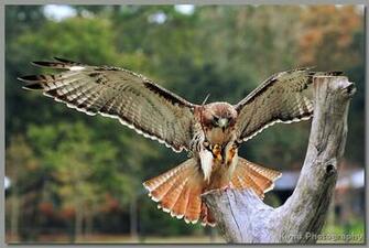 Image Of Birds Prey Desktop Background