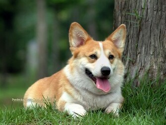 Corgi Dogs And Pembroke Welsh Puppies No Wallpaper