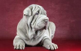 Shar Pei HD Wallpaper Background Image
