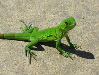 Small Green Lizard Wallpaper Open Walls