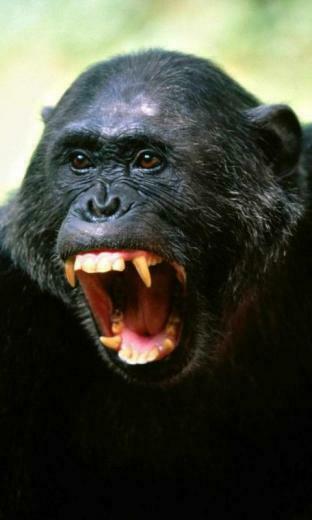 Monkeys Live Wallpaper Screenshot