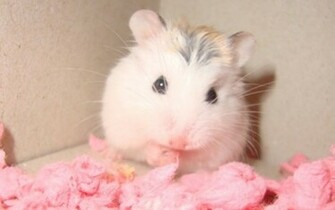 Beauty Pink Hamster Wallpaper Me