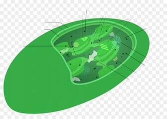 Green Grass Background Png Transparent