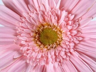 Single Flower Wallpaper