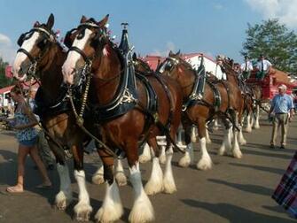 Budweiser Horses Wallpaper Image Search Results
