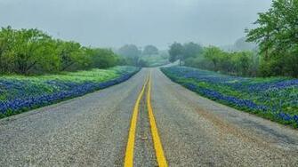 Texas Hill Road Trees Fog Landscape Wallpaper