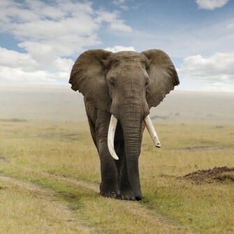Elephant Image Photos