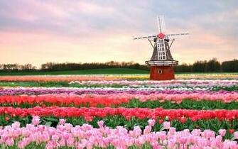 Flowers Mill Field Tulips Pink Spring Architecture Wallpaper