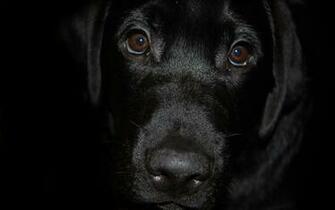 Wallpaper Black Labrador Dog Muzzle Nose Eyes Desktop